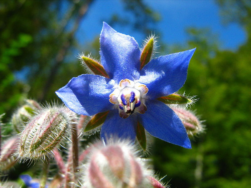 Borago:  