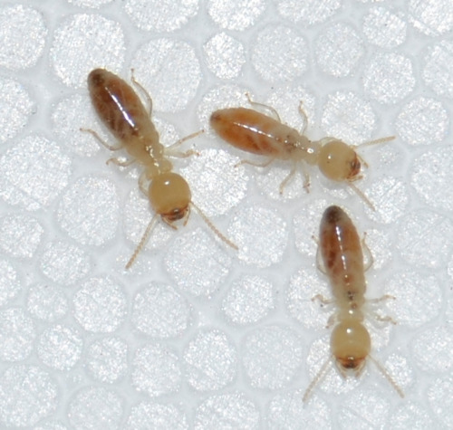 Lajara Control De Plagas Termitas: Eliminación de termitas  en Cáceres
