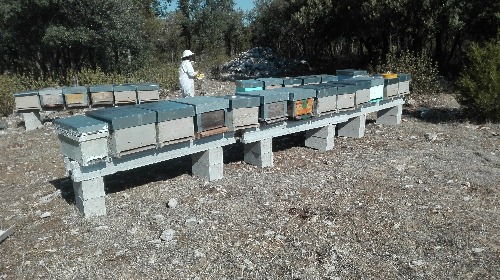 Domingo: Recogida enjambres de abejas y venta de miel  en Laguna de Duero