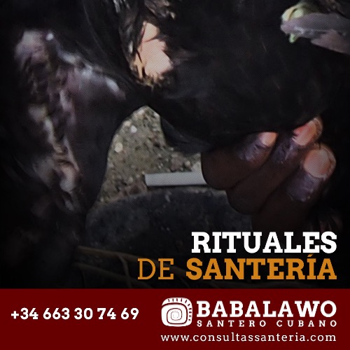 Trabajo3 Babalawo, sacerdote tradicional yoruba.  Santería  en Madrid - Marcos - Babalawo