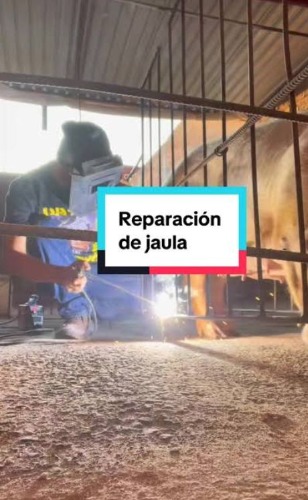 Trabajo2 Técnico en servicios ganadería porcina - Karim