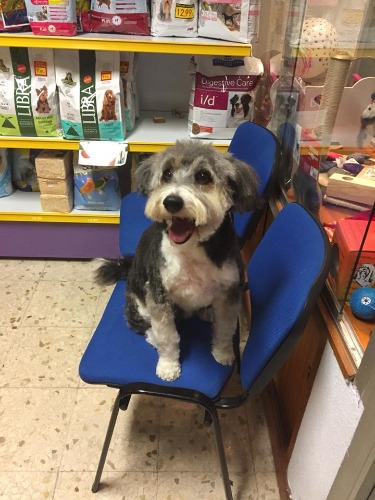 Trabajo1 Peluquería canina, tienda de alimentación y accesorios de mascotas.  en MADRID Madrid - Bichos Y Bichejos