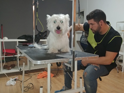 Trabajo4 Eduardo Pérez - Estilista canino  en Bareclona Barcelona